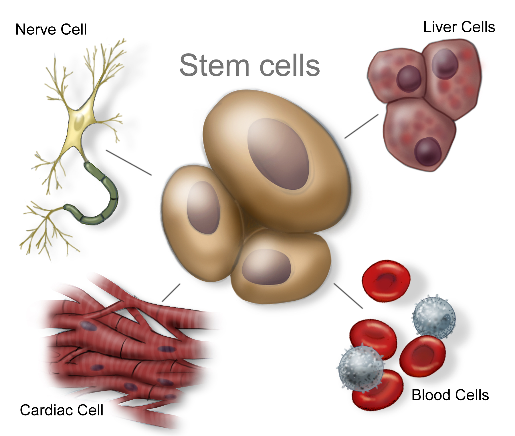 stem-cells.jpg 澳门太阳城