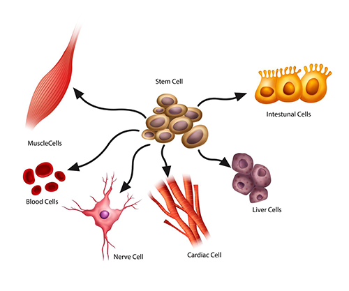stem-cell-differentiation.png 澳门太阳城